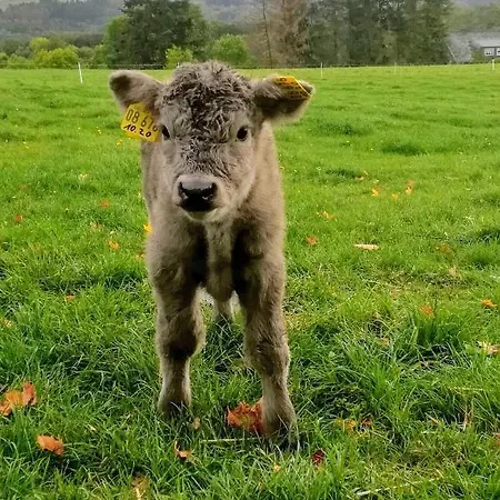 Apartment Heideblick Volkesfeld