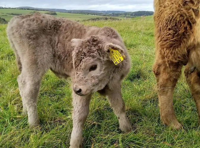 דירה Heideblick Volkesfeld