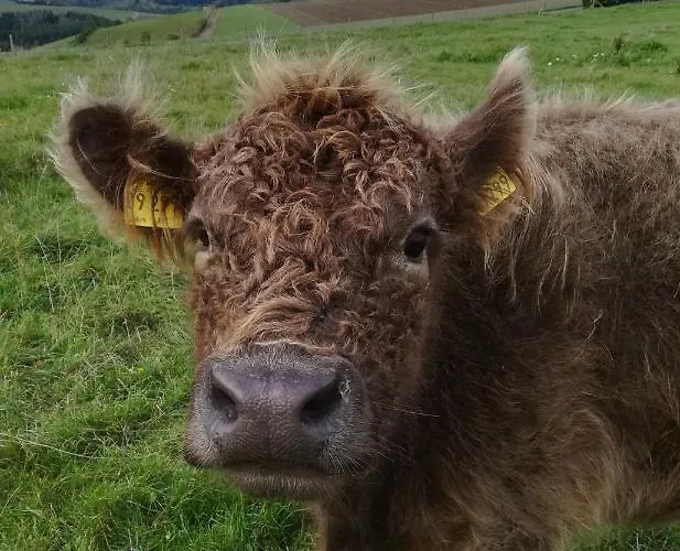 Heideblick Volkesfeld