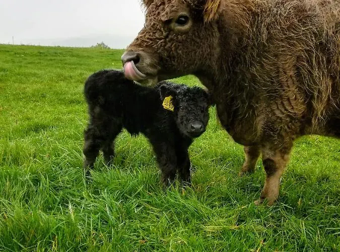 Heideblick דירה Volkesfeld
