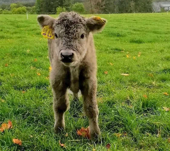 Apartment Heideblick Volkesfeld
