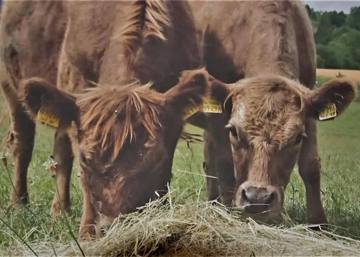 Heideblick * Volkesfeld